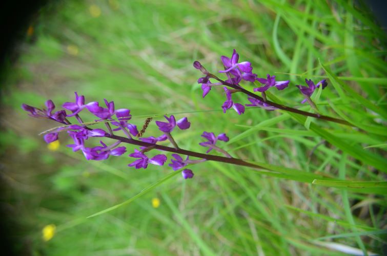 Anacamptis laxiflora